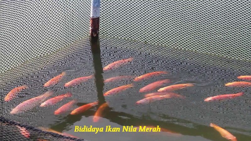 Gambar Bididaya Ikan Nila Merah