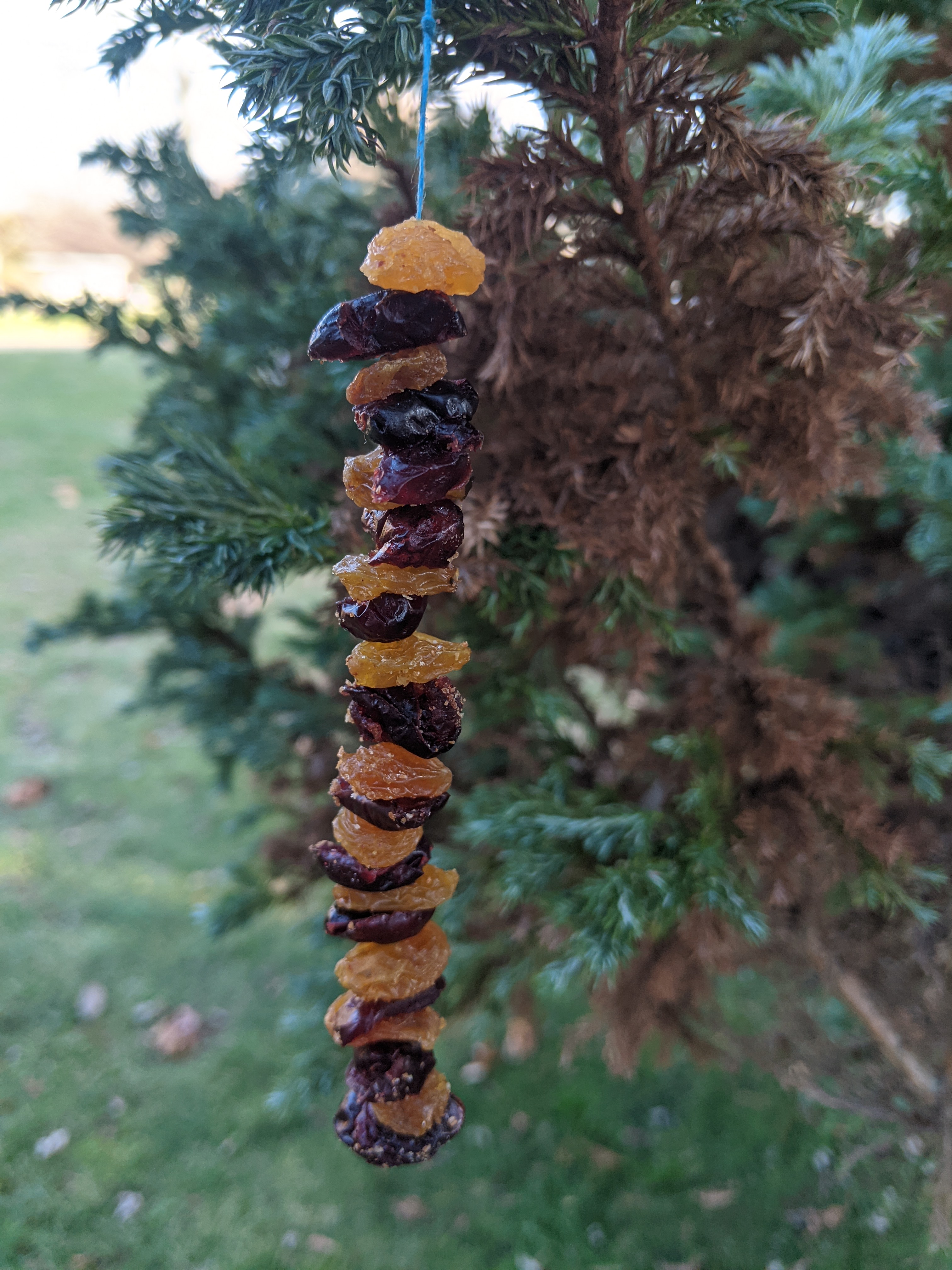 Decorating a Tree with Edible Ornaments for Wildlife with 'Night Tree