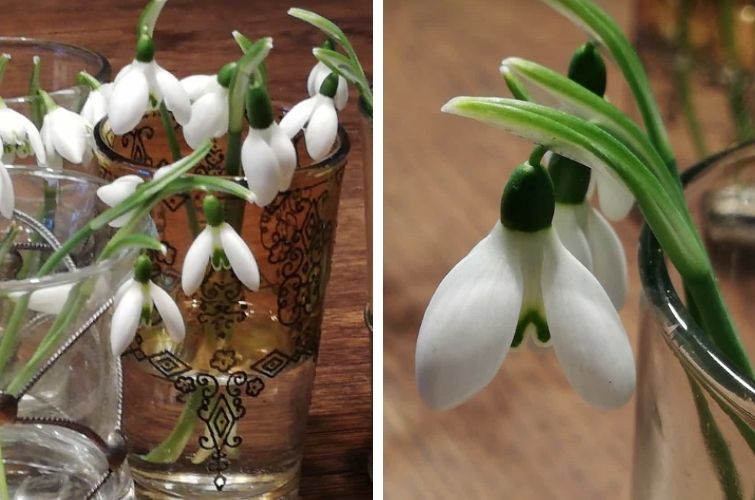 Stimmungsaufheller Galanthus Schneeglöckchen in Minivasen