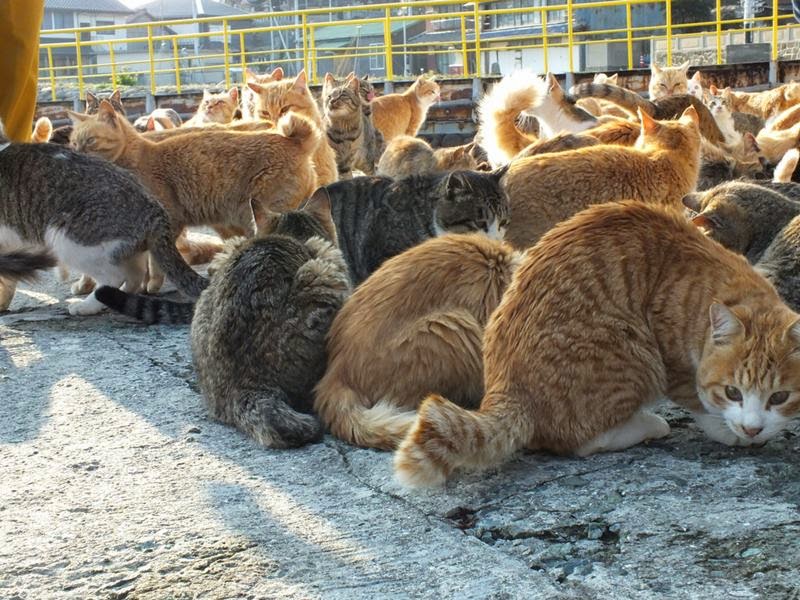 Ritebook Aoshima The Cat Island Of Japan