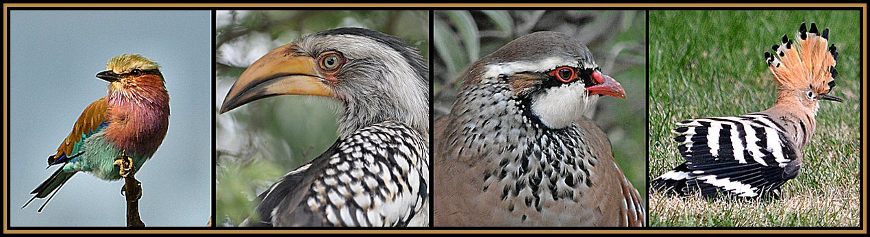 Birds I have seen in Africa and Europe.