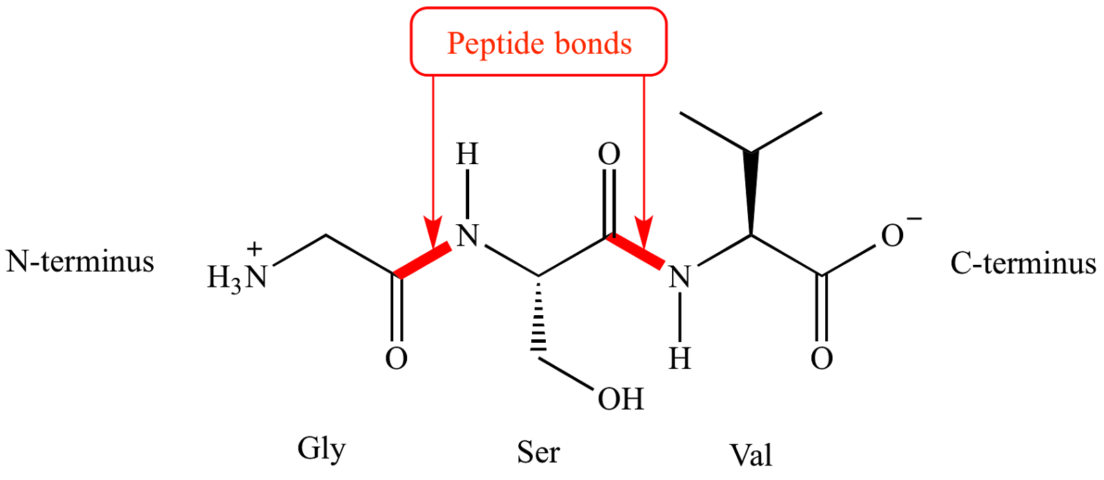 Полипептиды с азотной кислотой. Peptide Bond. Пептиды это. Peptide bonding. Молекулы пептиды.