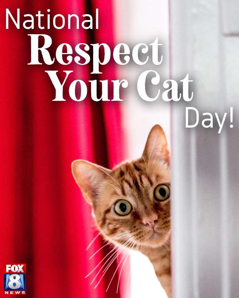 Respect Your Cat Day Wishes Images Respect Your Cat Day Wishes Images