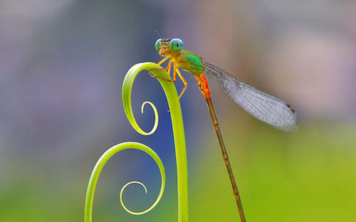 Libélula by Nordin Seruyan - Dragonfly