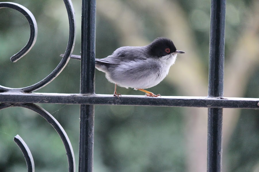 Sylvia melanocephala