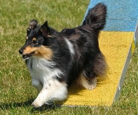 meet The KNIGHTs Sheltie ... SIPZIE, Belgium import