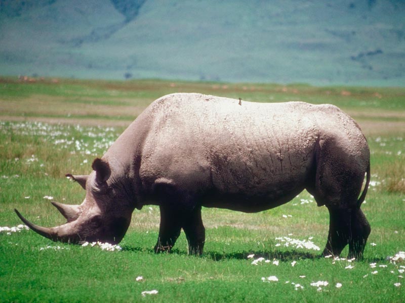 the rhinoceros the rhinoceros