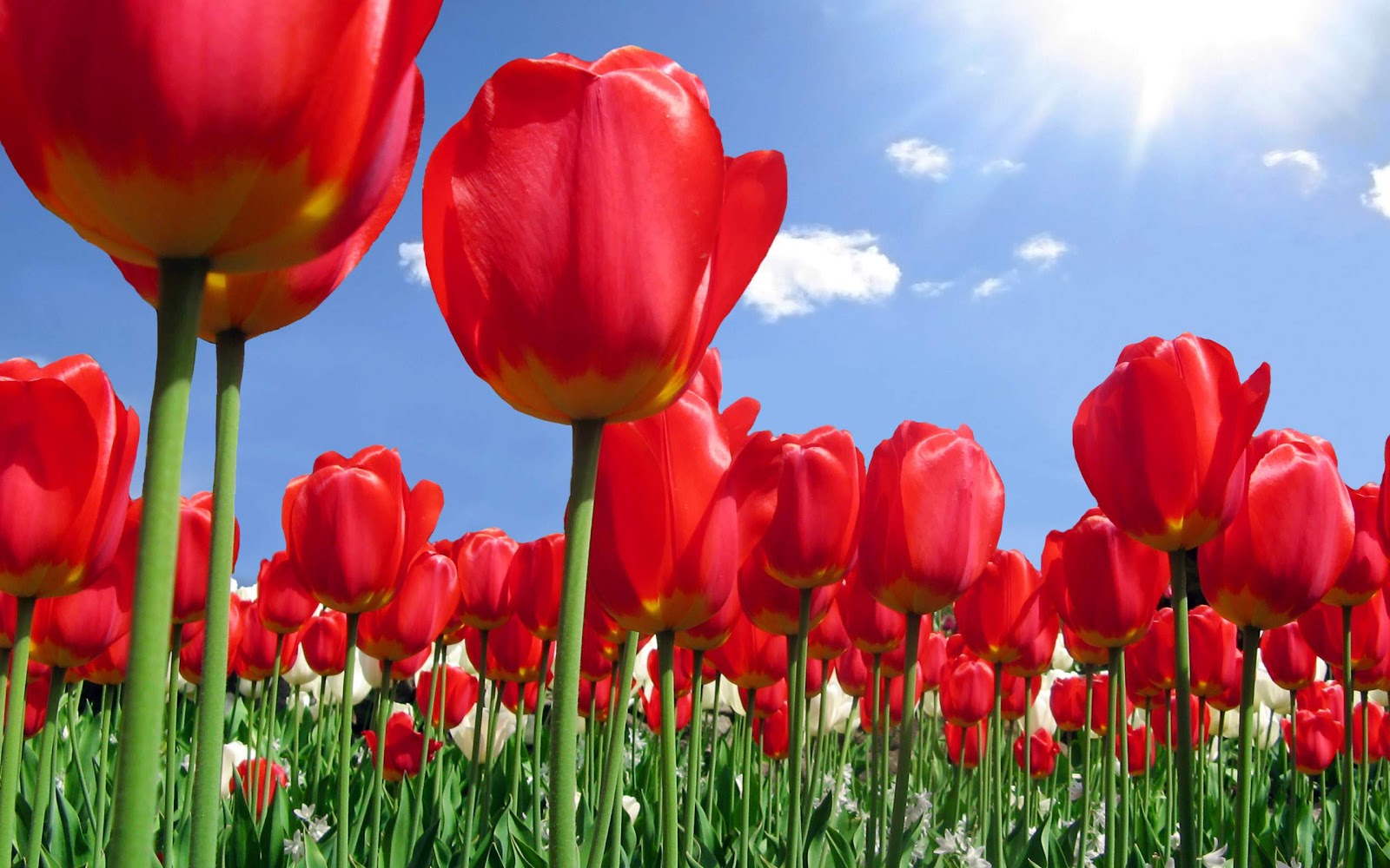 romantic-flowers-tulip-flower
