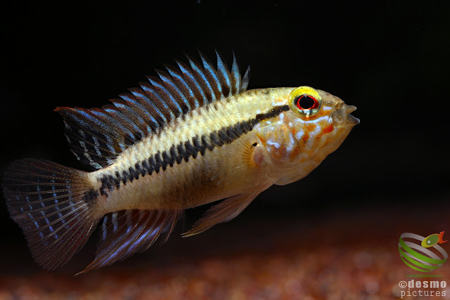 Apistogramma sp. unibrow