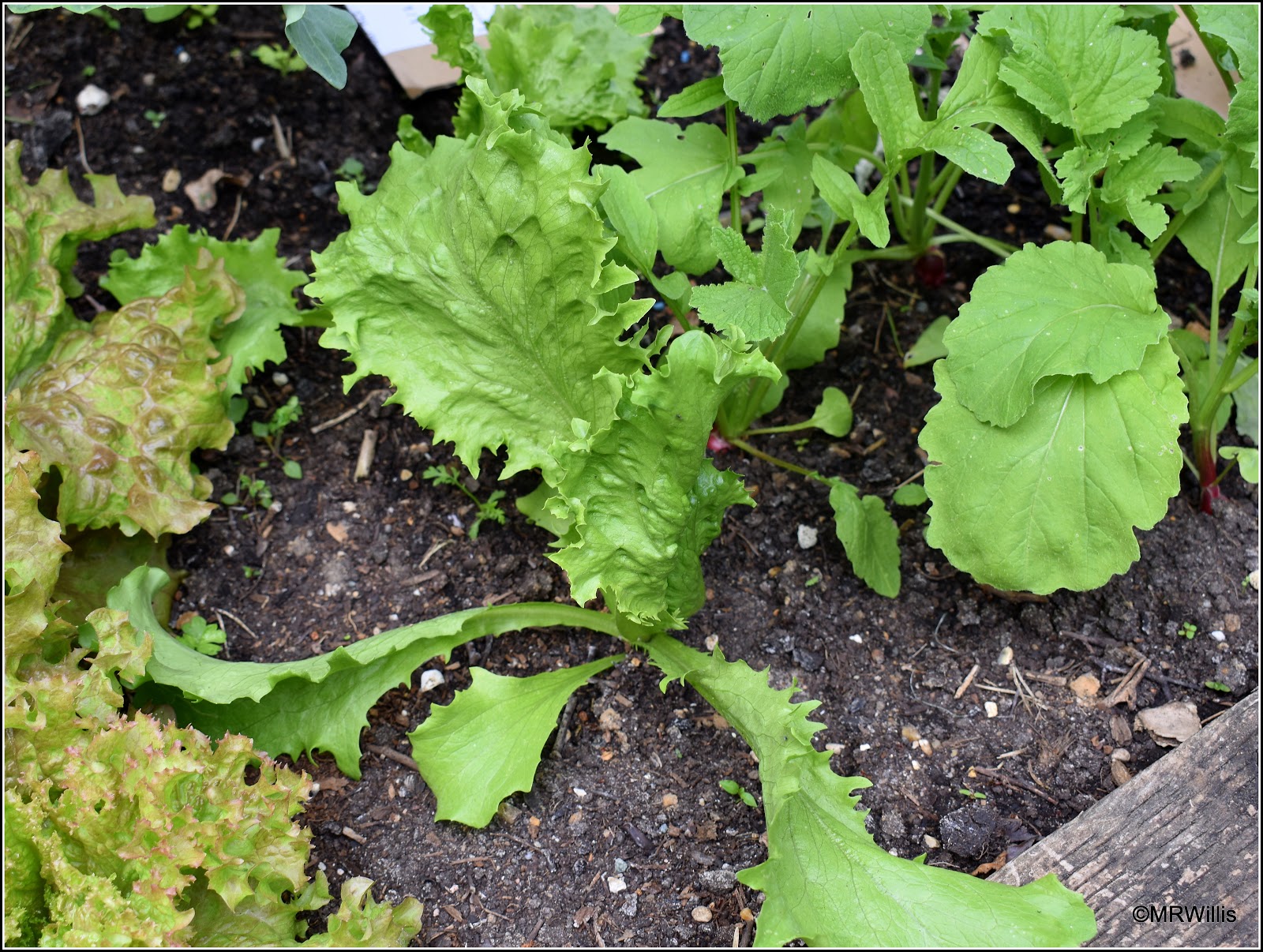 Mark's Veg Plot Lettuce