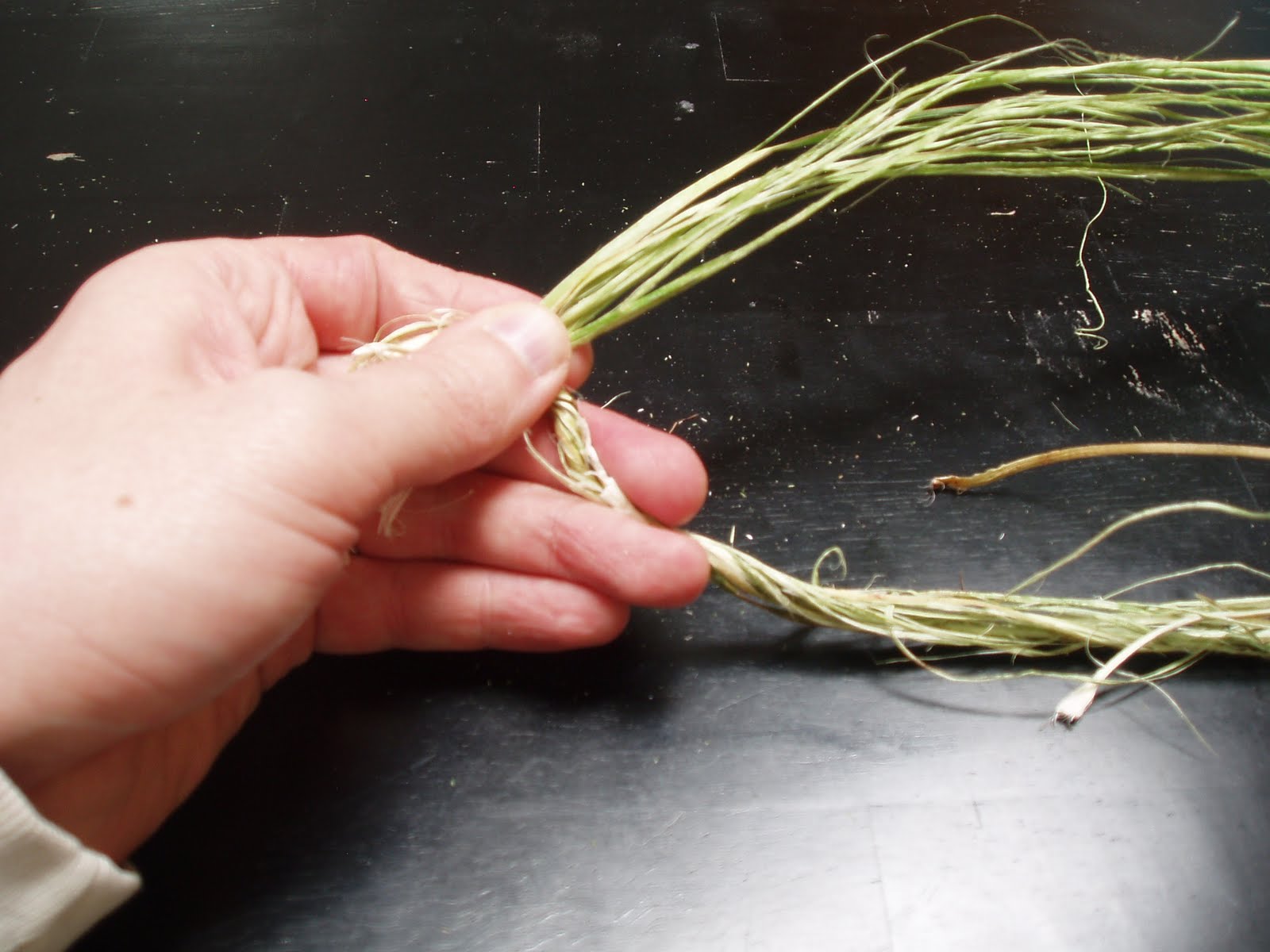 Making Cordage From Yucca Fibers