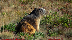 Marmots in Hurricane Ridge