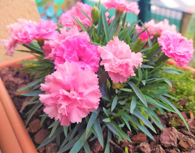 Clavel Ten nelke (Dianthus caryophyllus var. Ten nelke).