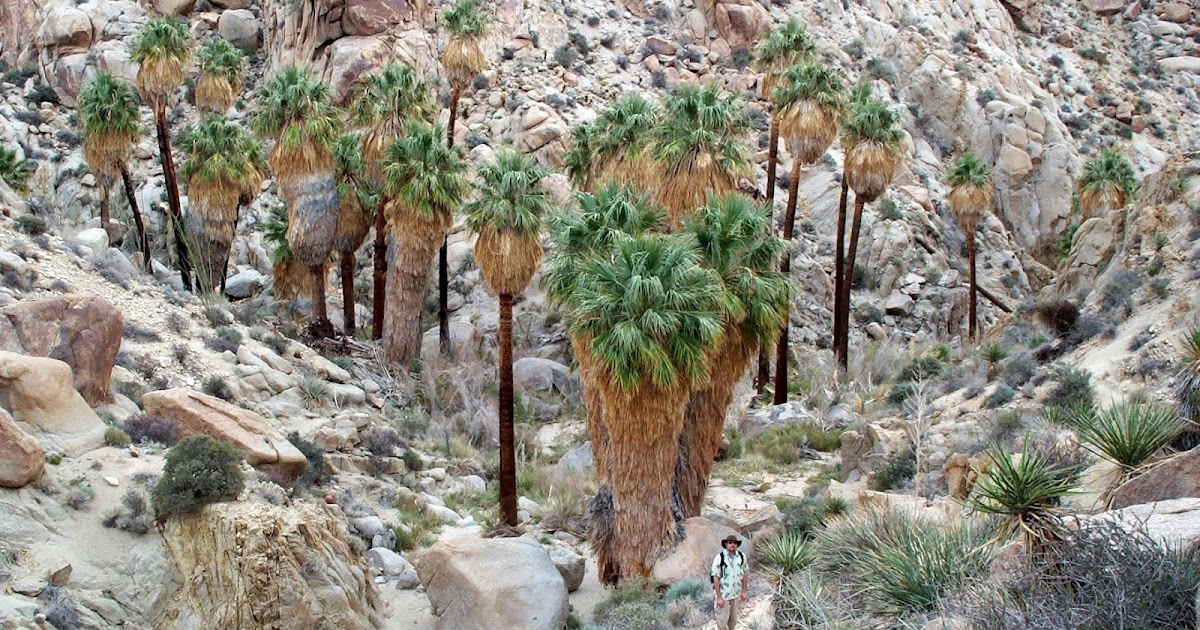 The Hikemasters' Trail Descriptions: Lost Palms Oasis, Joshua Tree ...