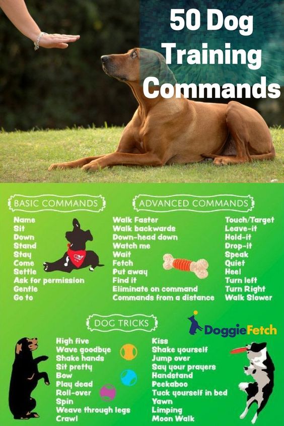 Lovely Dog: 50 dog training commands