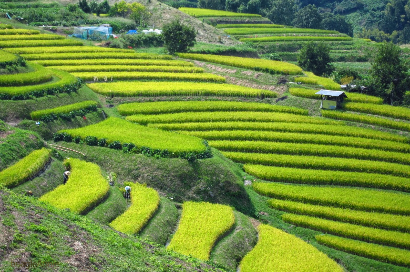 Пейзаж солнце тоскана. Source fields. Атман душа. Ad исходник для песен. Source fields.