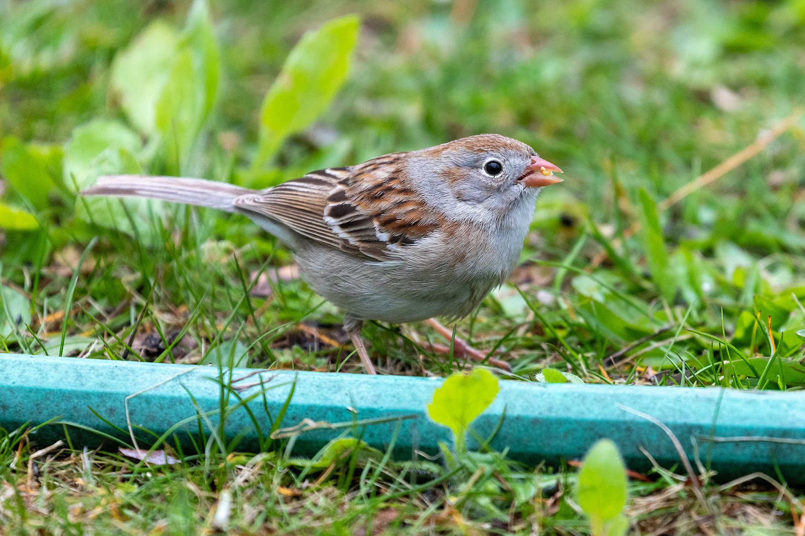 Field Sparrow Field Sparrow