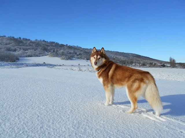 Husky siberiano en la nieve esperando, detrás hay montañas