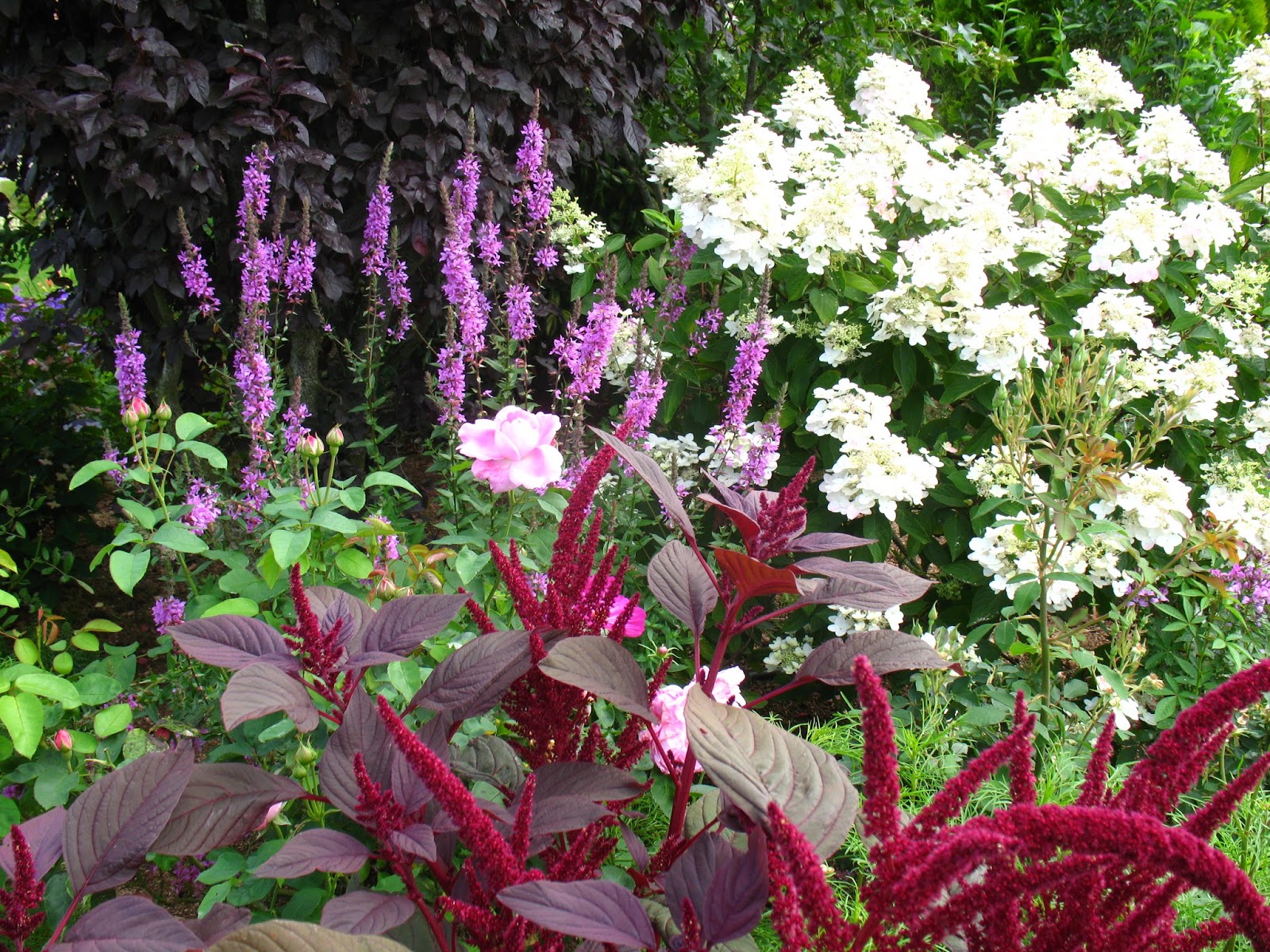 Roses Du Jardin Cheneland Taille Des Hydrangeas