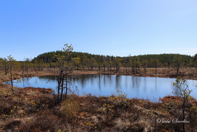 Suurisuo Ylämaalla