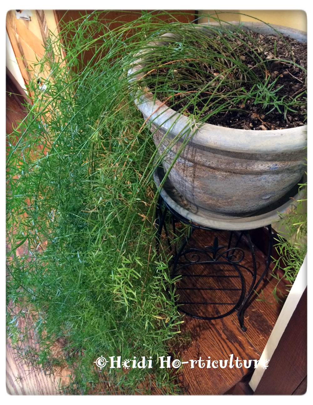 Heidi Horticulture Indoor Asparagus Fern Plant Asparagus densiflorus
