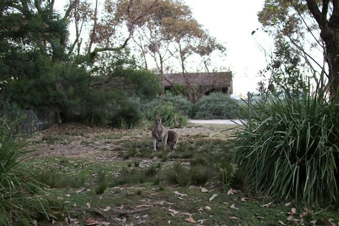 Pretty Beach Campsite Australia