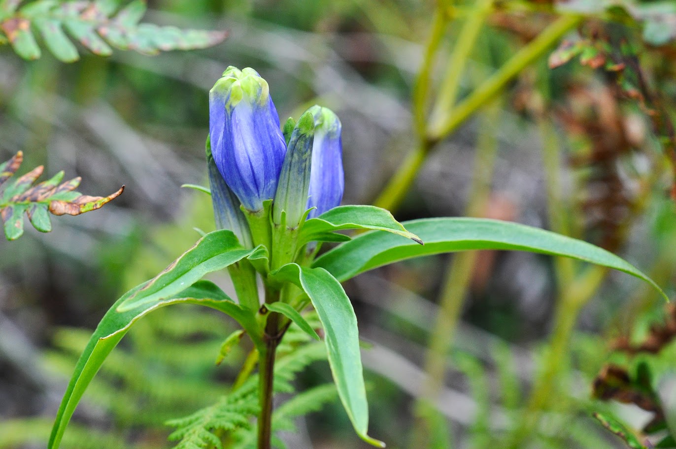 Roaring Plains Flowers and Berries in the West Virginia Highlands