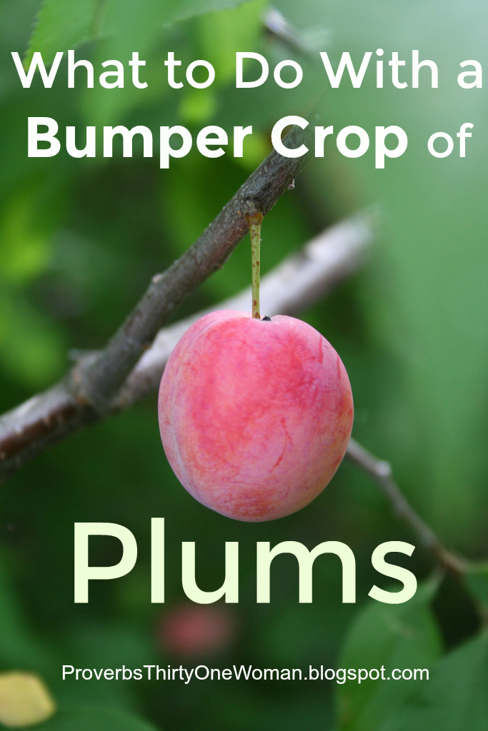 What to Do With a Bumper Crop of Plums Proverbs 31 Homestead