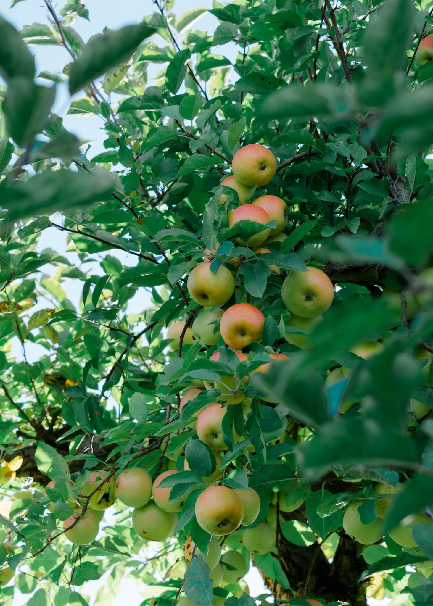 Apples to Apples Guide to Autumn Apple Picking — The Yellow Spectacles