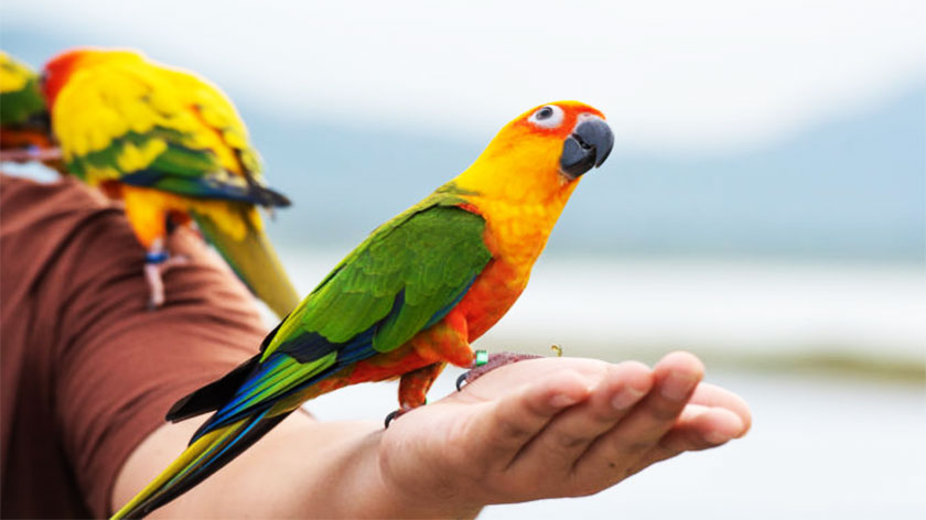 parrots, pet animals, raise animals, best pets, best pet animals