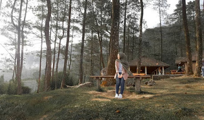 Rumah Kayu Jati Di Antara Pohon Pinus, Wisata Relaksasi Di Area Gedong Songo