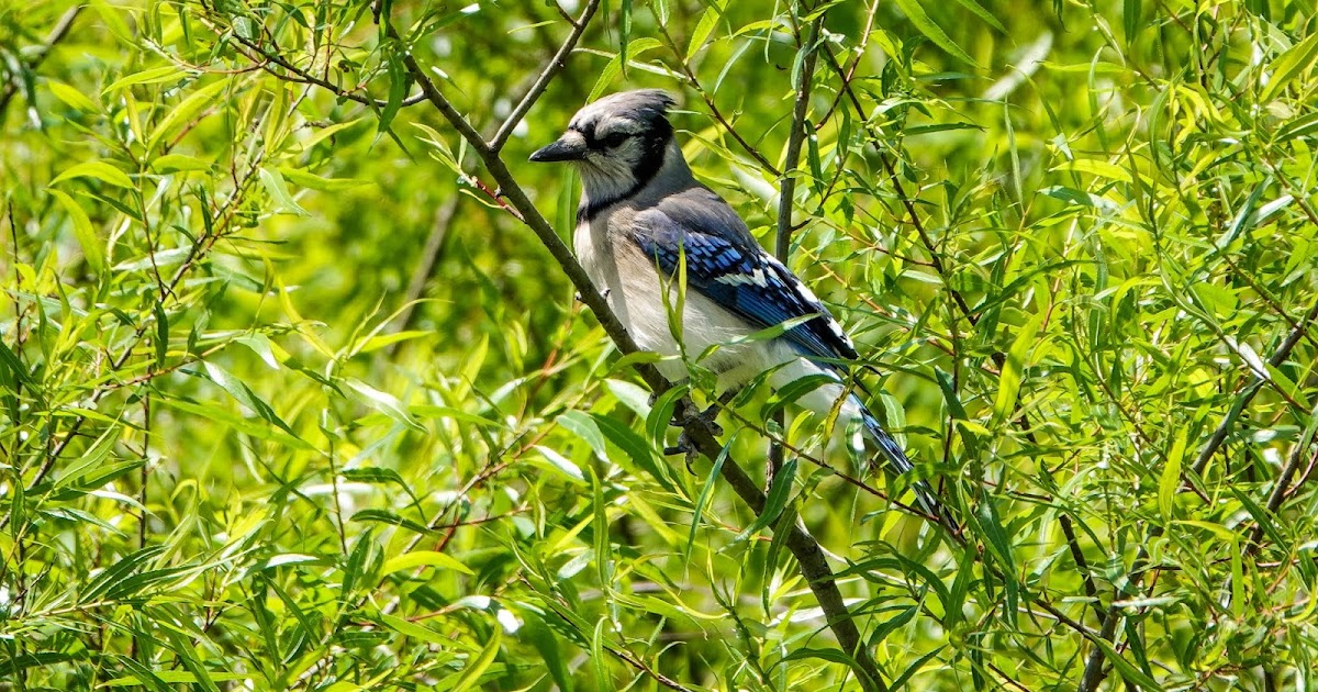 THE BIRD HOUSE: BLUE JAY: 06/01/2020