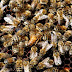 Νεκρός 32χρονος στα Τρίκαλα από τσίμπημα μέλισσας