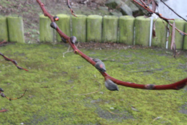 Picture of a twig on a tree with new buds emerging.