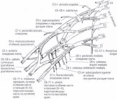 Пучки плечевого сплетения схема
