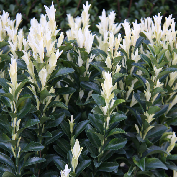 Gardening With Grace It S Almost Over