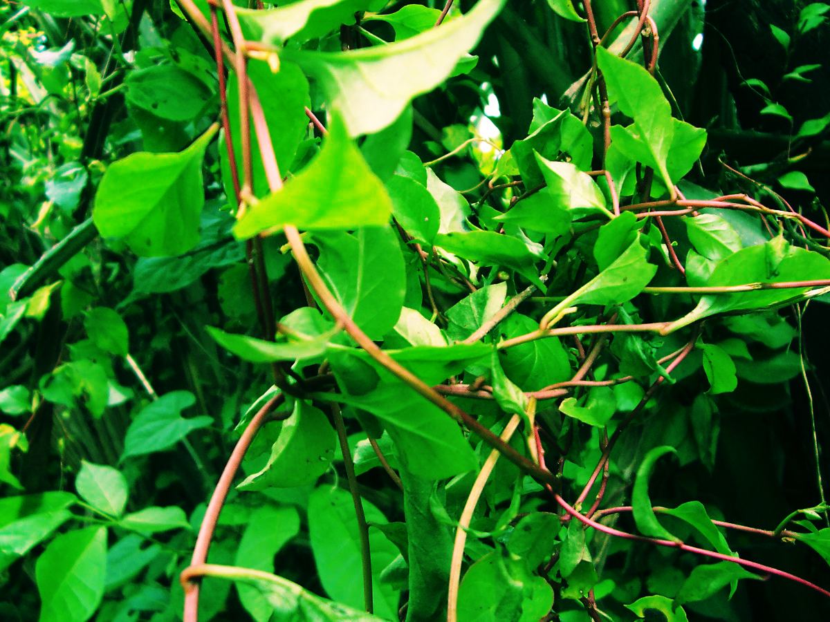 Alejandro Floripe/Flora Medicinal Nicaragüense SUELDA CON SUELDA