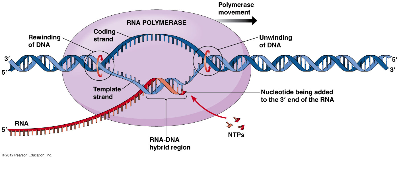 Molecular Biology Science noviembre 2019