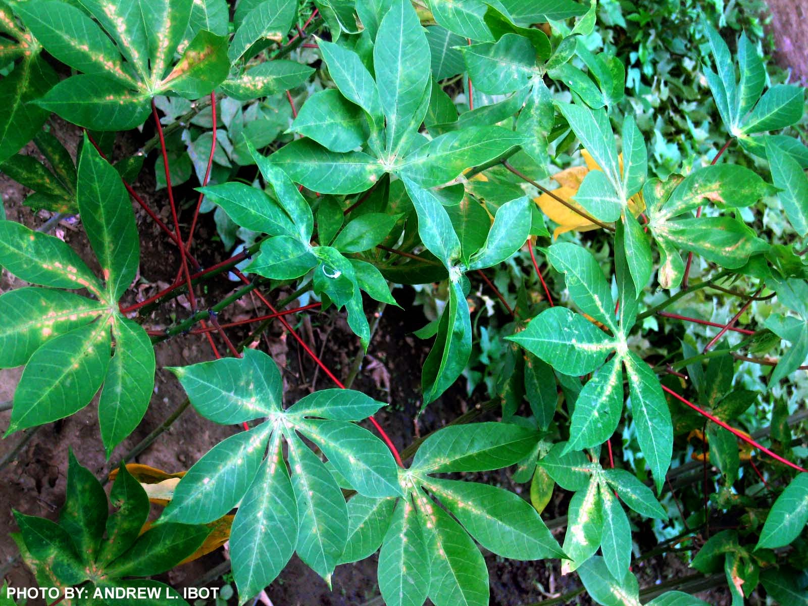 Kamoteng Kahoy In English And Scientific Name