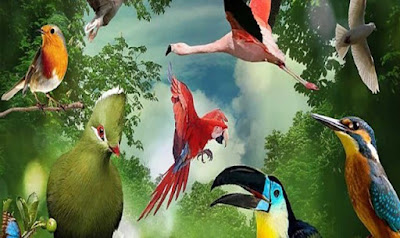 طيوراً ناطقةً ، فهناك أكثر من 400 نوعاً منها حول العالم