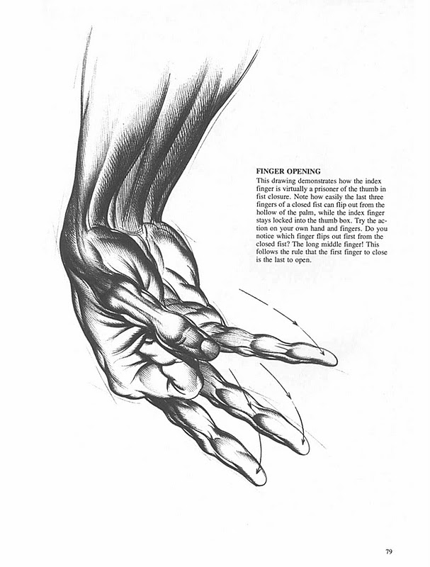 Anatomie Artistica BURNE HOGARTH & Gheorghe Ghitescu: BURNE HOGARTH