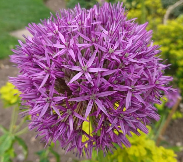 How to grow alliums