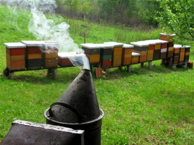 smoke torch for pacifying bees in hive