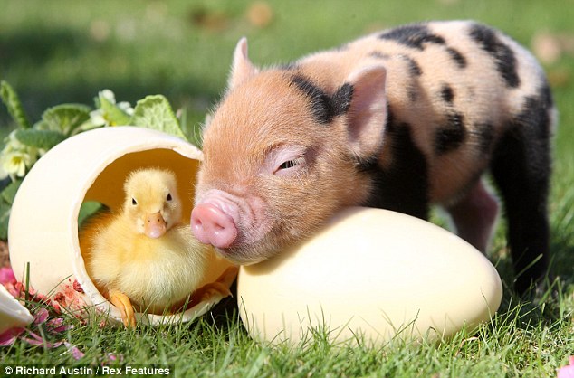 Pocket pig of Pennywell Farm by Richard Austin, cute piglets, pocket pigs, richard austin, cute baby pig