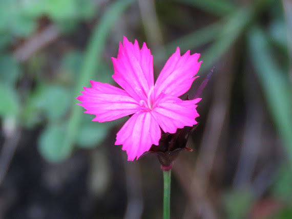 Goździk kartuzek (Dianthus carthusianorum) gozdzik