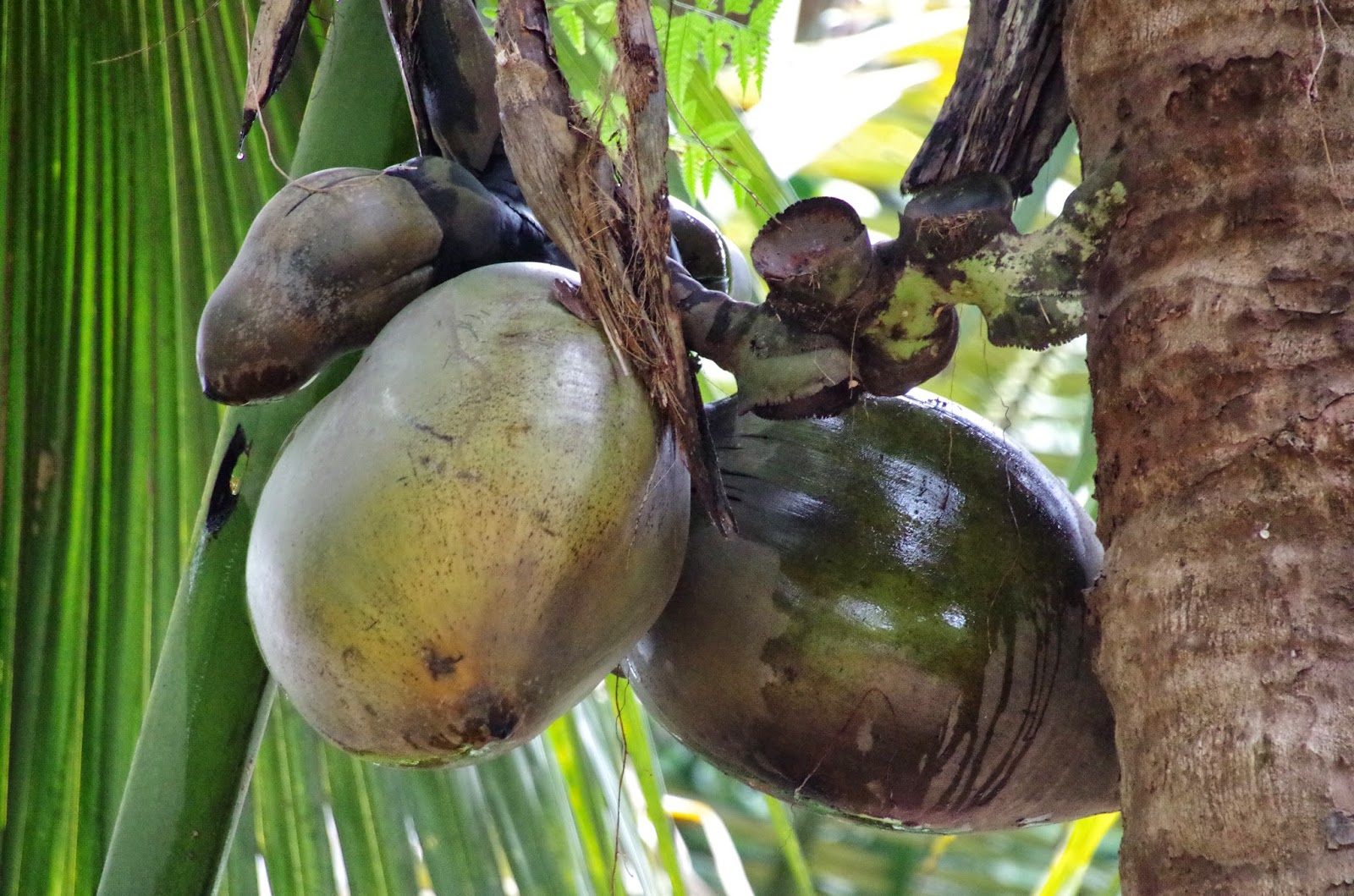 Trees and Plants: Double Coconut (Kelapa Laut)