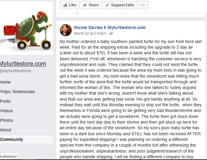 Buy Turtles Online Turtle Shack and Now............... (My Turtle