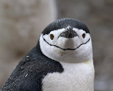 CHINSTRAP PENGUIN