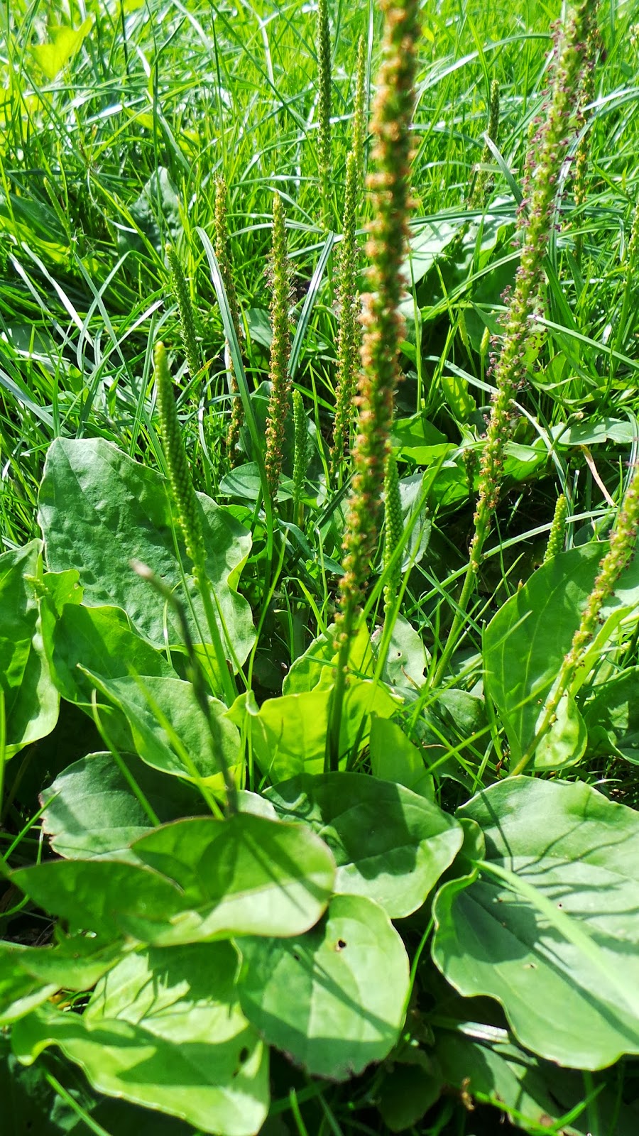 Foods of Joy Ribwort Plantain The Wound Healer