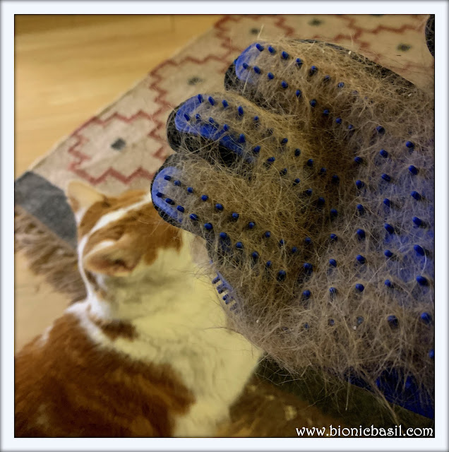 Feline Fiction on Fridays #105 at Amber's Library  @BionicBasil® Amber's Grooming Sesh - how much fur